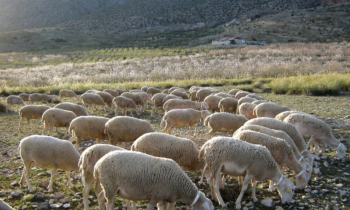 Los Grupos de Desarrollo Rural de Guadix, Altiplano de Granada, Los Vélez y Sierra de Cazorla se unen para impulsar la Indicación Geográfica Protegida «Cordero Segureño»