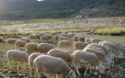 Los Grupos de Desarrollo Rural de Guadix, Altiplano de Granada, Los Vélez y Sierra de Cazorla se unen para impulsar la Indicación Geográfica Protegida «Cordero Segureño»